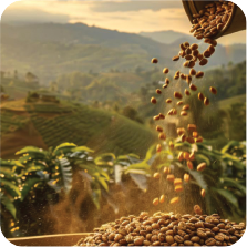 انواع روش‌های دیکف‌سازی قهوه؛ قهوه بدون کافئین چگونه تولید می‌شود؟